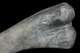 Hadrosaur Femur - Two Medicine Formation #92772-2